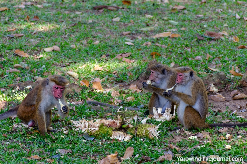Ботанический сад Перадения, Шри-Ланка