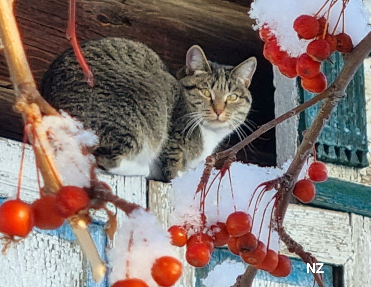 фото Нины Загребиной