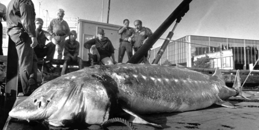 Черное золото России: трагическая судьба величественных волжских осетров и белуг