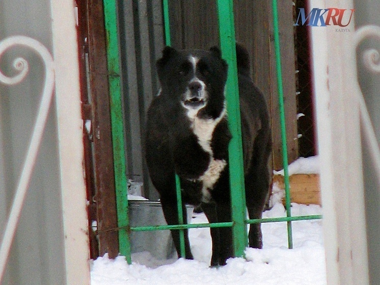     Фото: "МК в Калуге"