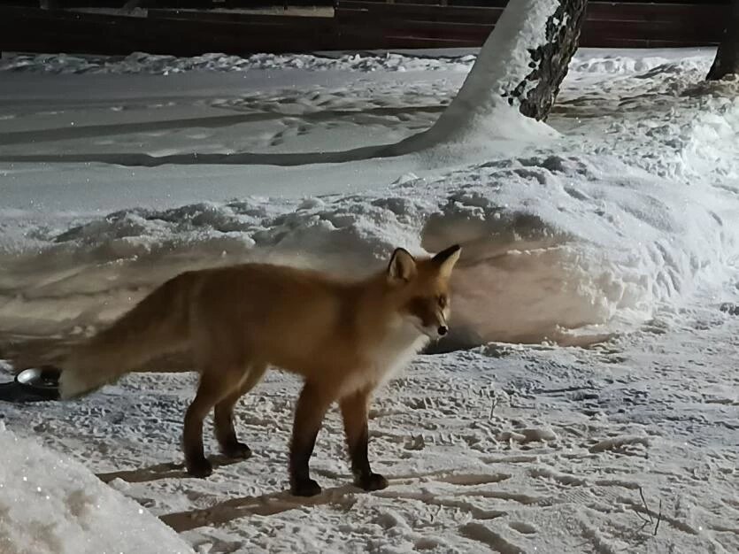 Фото: НП «Зигальга»