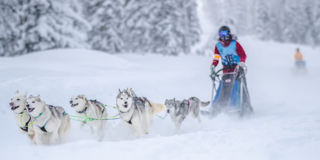 Утуя Ралли в Шерегеше: день ездовых собак и гонка на собачьих упряжках