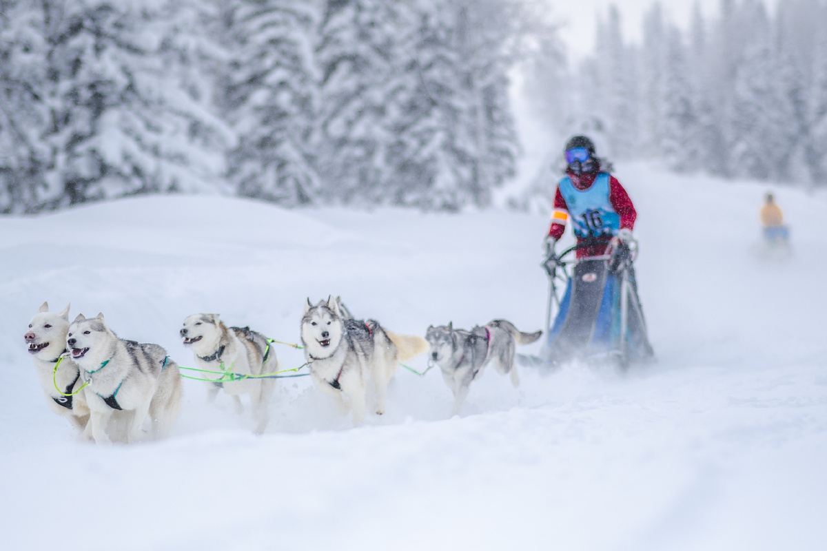 Катание на собачьих упряжках в Шерегеше, Сектор Е