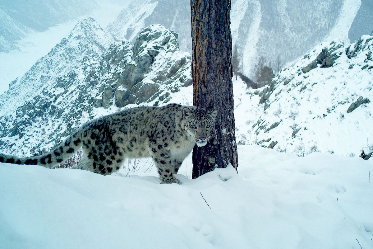     Самку ирбиса за охотой сняли в заповеднике на юге Красноярского края