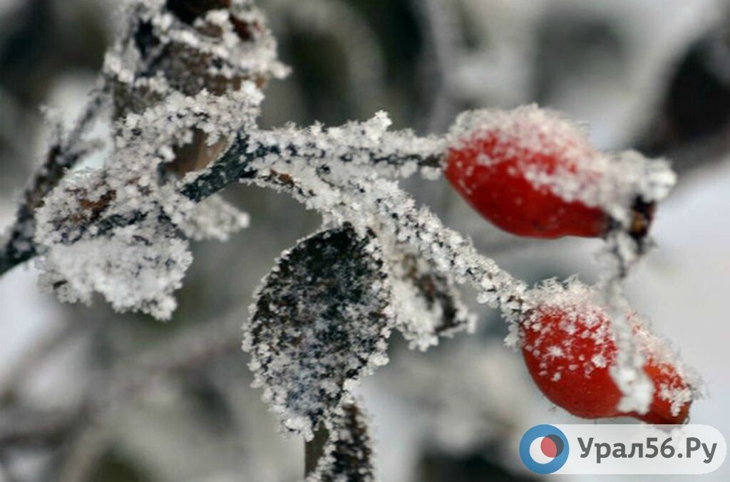    Циклон сменится антициклоном: В Оренбургской области усилятся морозы