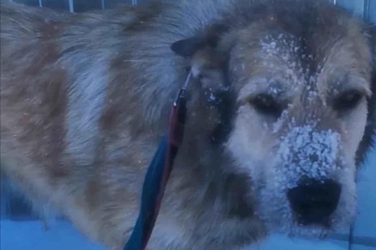    В Хабаровске в Кировском районе рассыпали смертельную отраву для животных