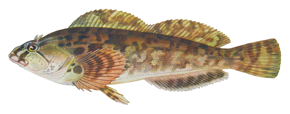 Hexagrammos octogrammus