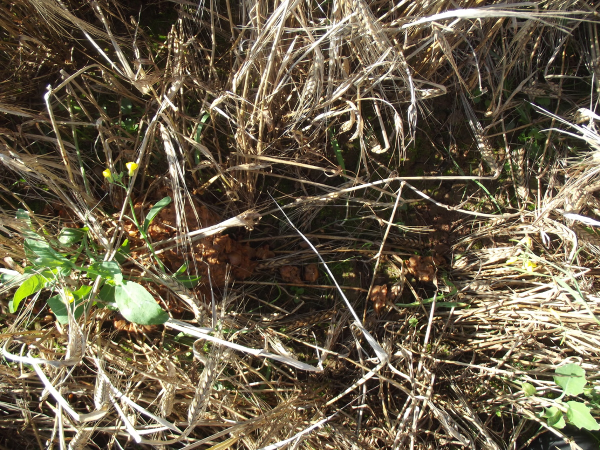 Помёт, 17.09.23