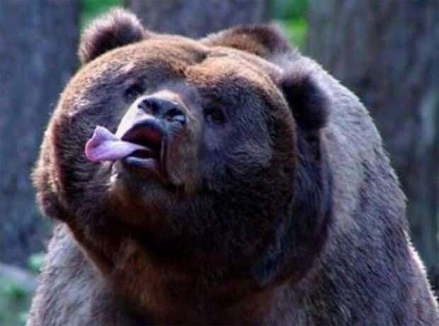 Медведи — одни из самых впечатляющих существ на нашей планете