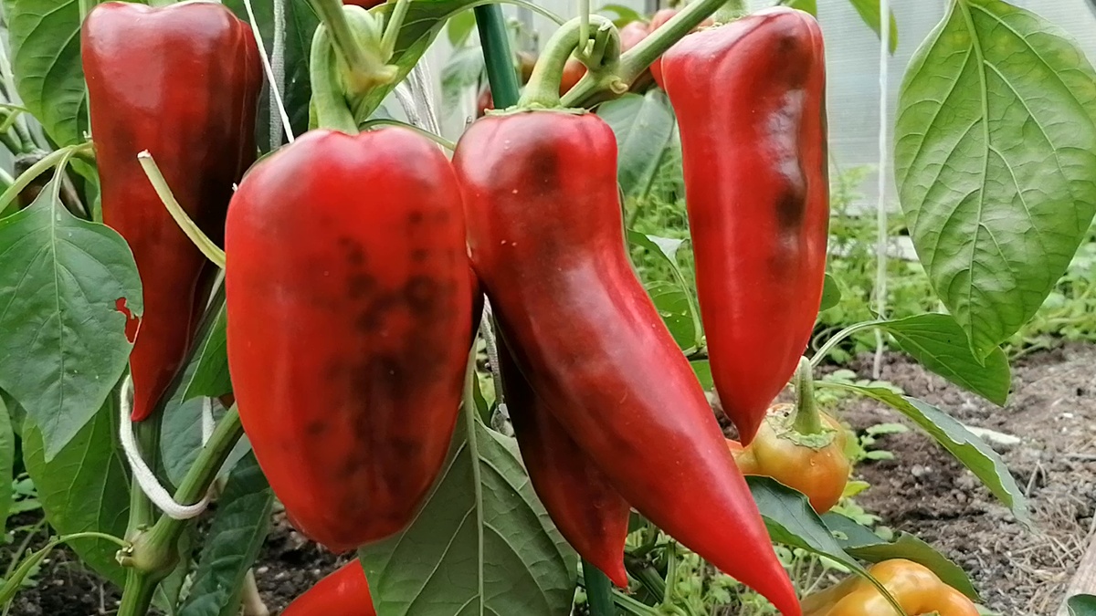 перец Дольче Итальяно 2025г