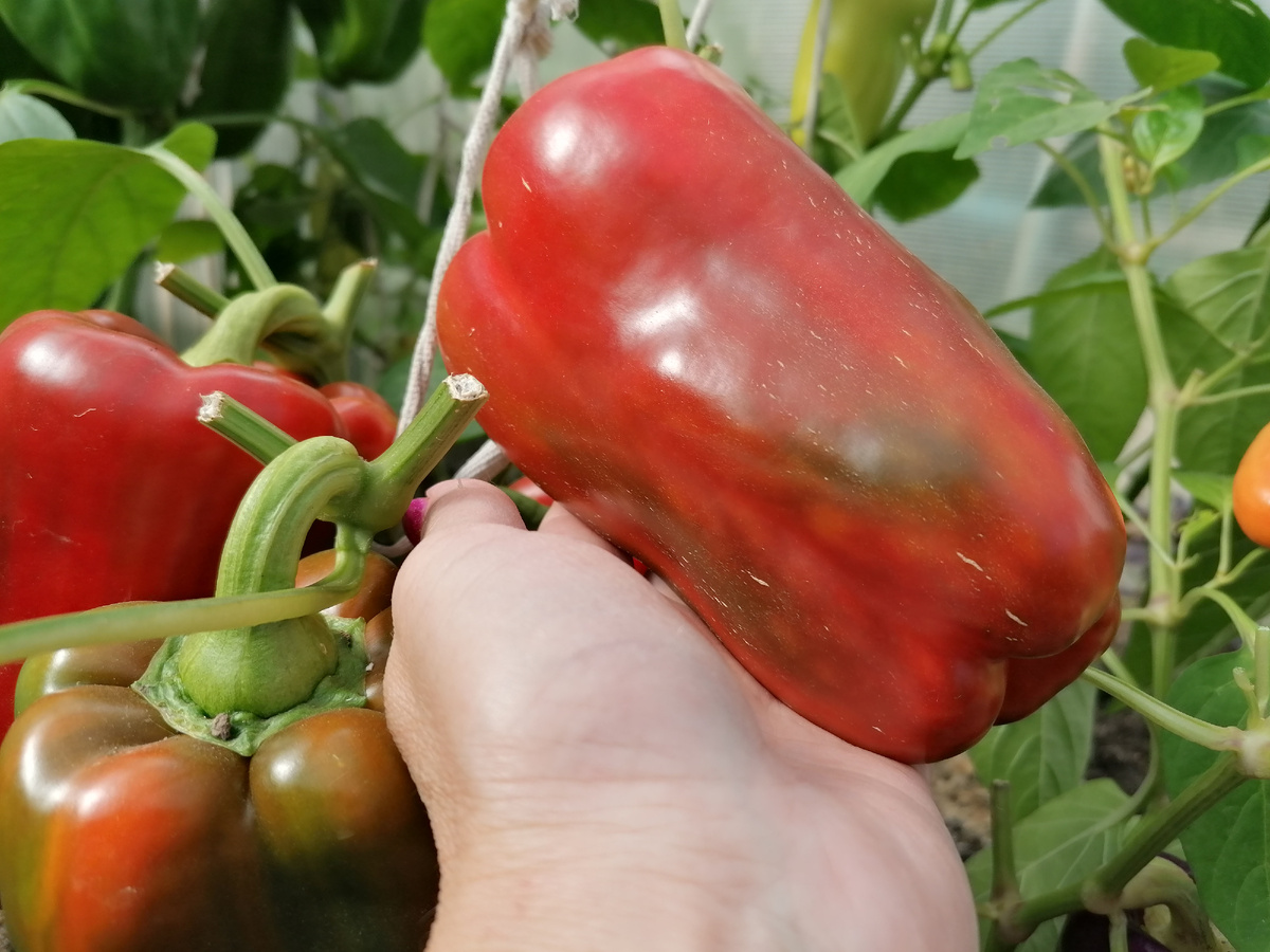 перец Клаудио 2025г