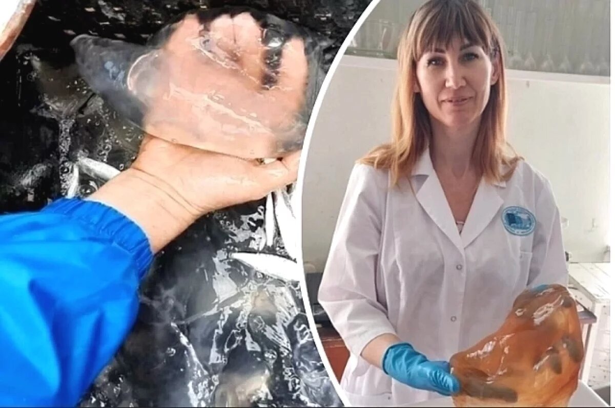    Экспансия медуз.