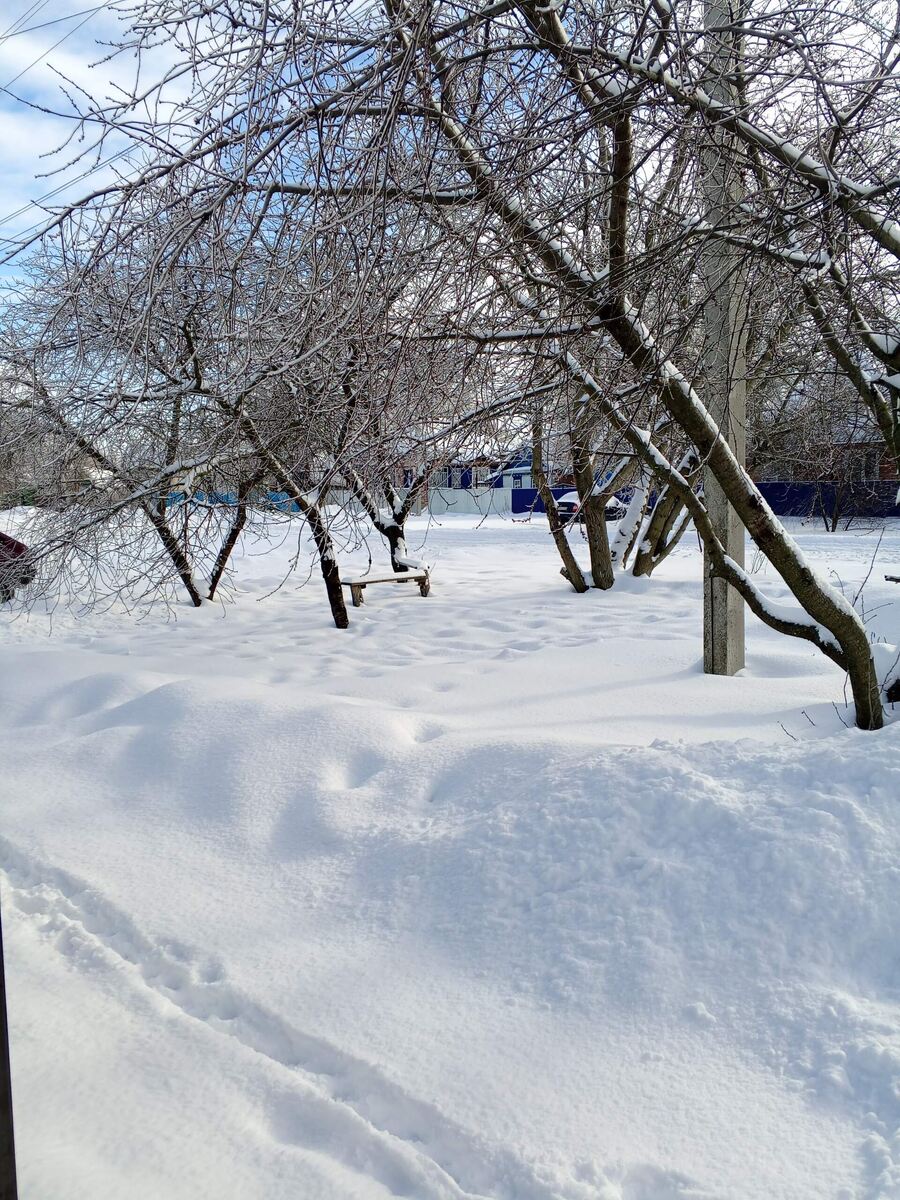 Наши вишни в снежных сугробах.