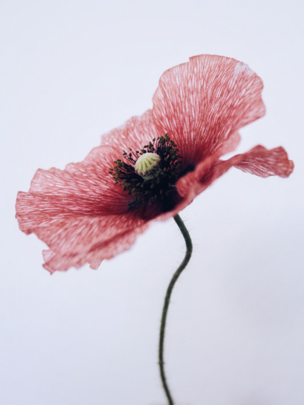 Photo by Anna Meshkov. Артикул: 175466