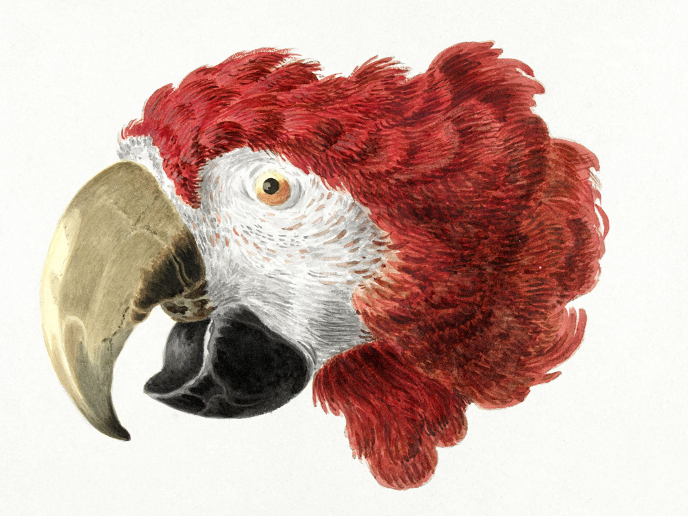 Aalto Schumann "Head of a Macaw". Артикул: 151420