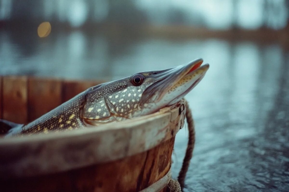    На Дону с 15 января вводится нерестовый запрет на вылов щуки