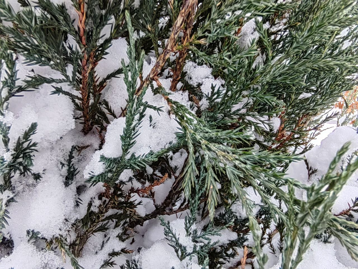 Разлом веточки от снежной нагрузки у можжевельника скального