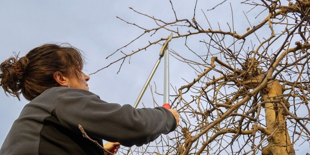 Зимняя (январская) обрезка фруктовых деревьев. Как обрезать яблони, сливы и груши в январе?