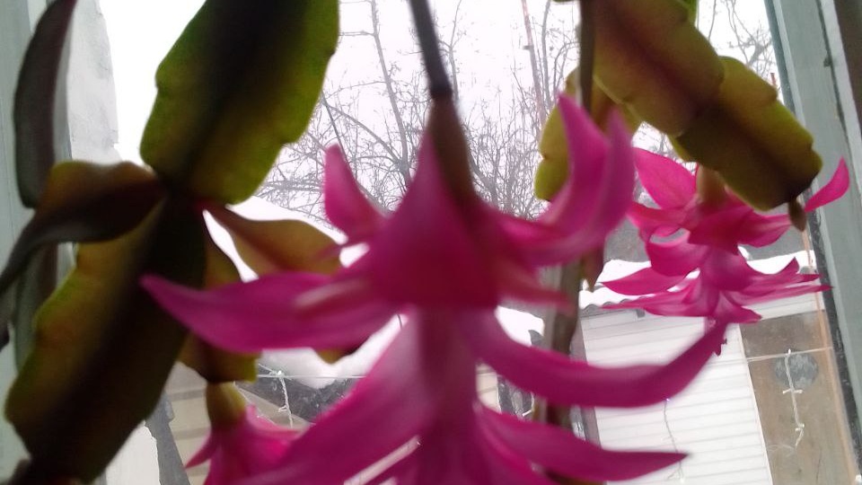 Декабрист (Schlumbergera): цветок, который дарит лето зимой