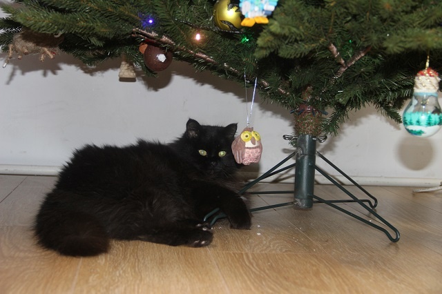  Кот Филимон, постоянный обитатель экоцентра Керженского заповедника