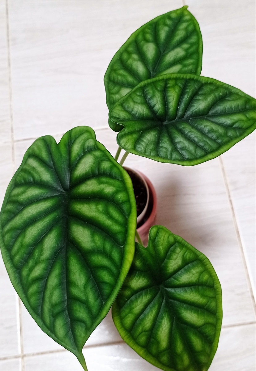 Аллоказия Шкура Дракона.