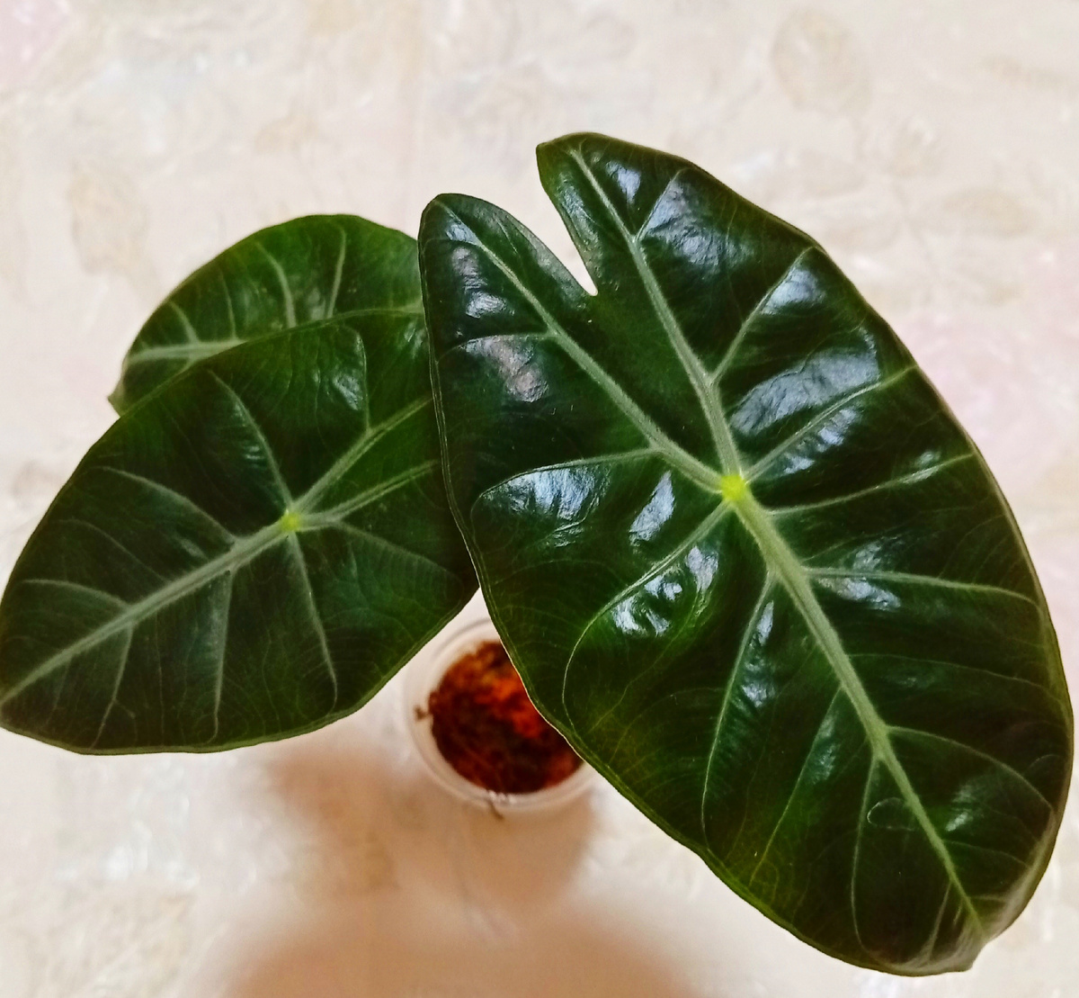 Аллоказия Нароби Найт.