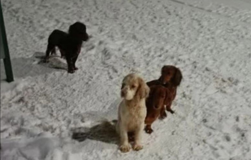 Как псковичи спасали собачек