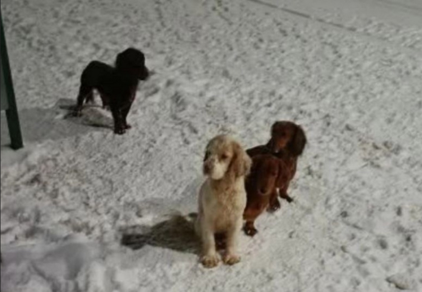 Фото из сообщества "Жесть по-Псковски" в Вконтакте