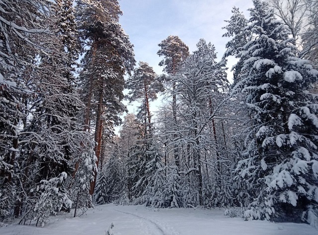 Лыжня на тропе "Заповедный лес" в Керженском заповеднике