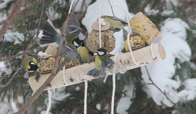 Большие синицы на экокормушке в Керженском заповеднике
