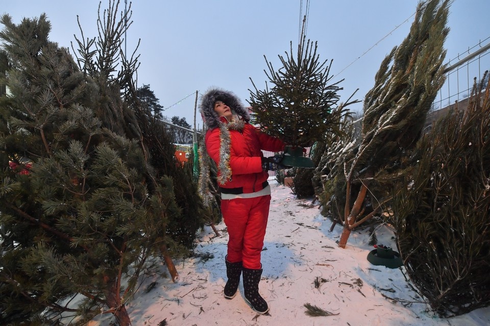    Жители Иркутска могут сдать новогодние елки в питомник «К-9» Владимир ВЕЛЕНГУРИН