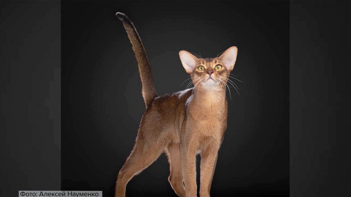    Первый канал