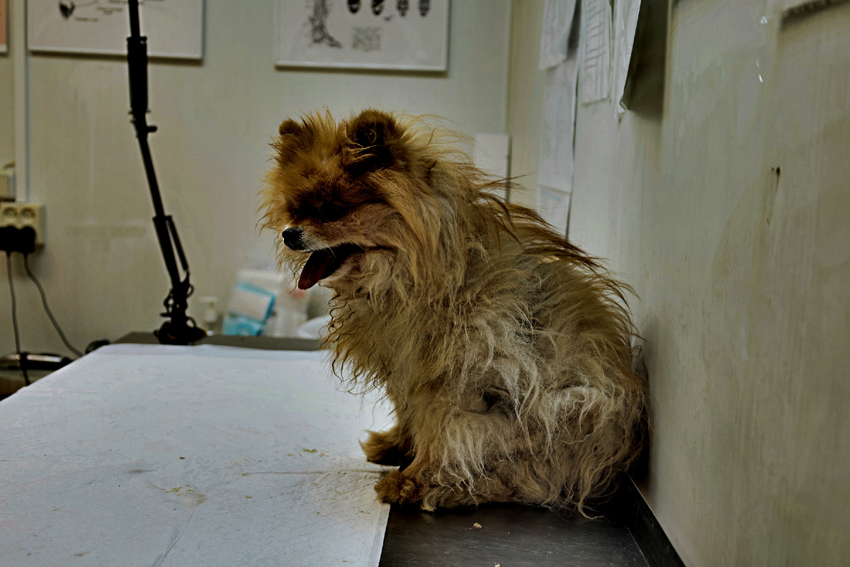 Предыдущий пост был провальный, УЗИ не будет, как и операций!