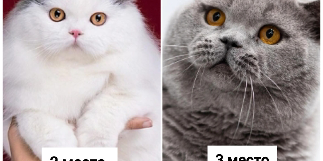 В России не только девушки красивые. Кот из Москвы официально признан самым лучшим котом в мире в 2025 году