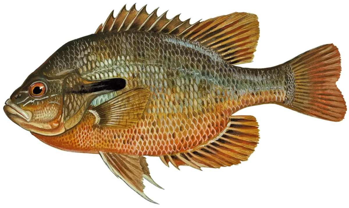 Lepomis auritus
