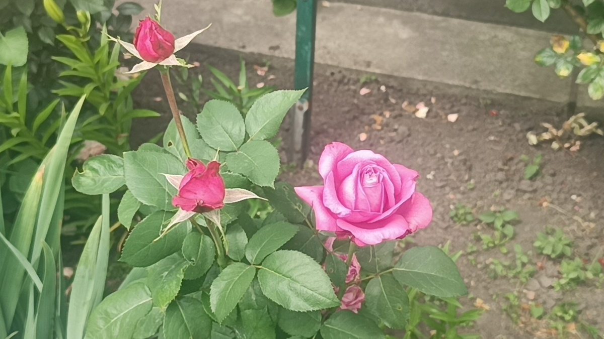 Роза Клод Брассёр (Claude Brasseur)