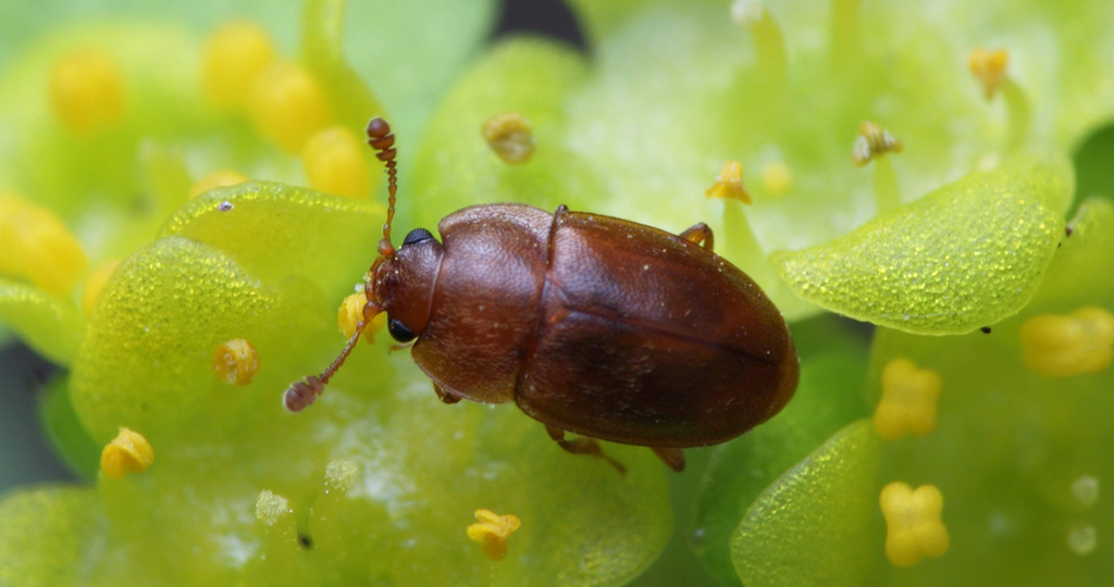 Топ-7 самых маленьких жуков: рейтинг микроскопических насекомых, которых сложно увидеть