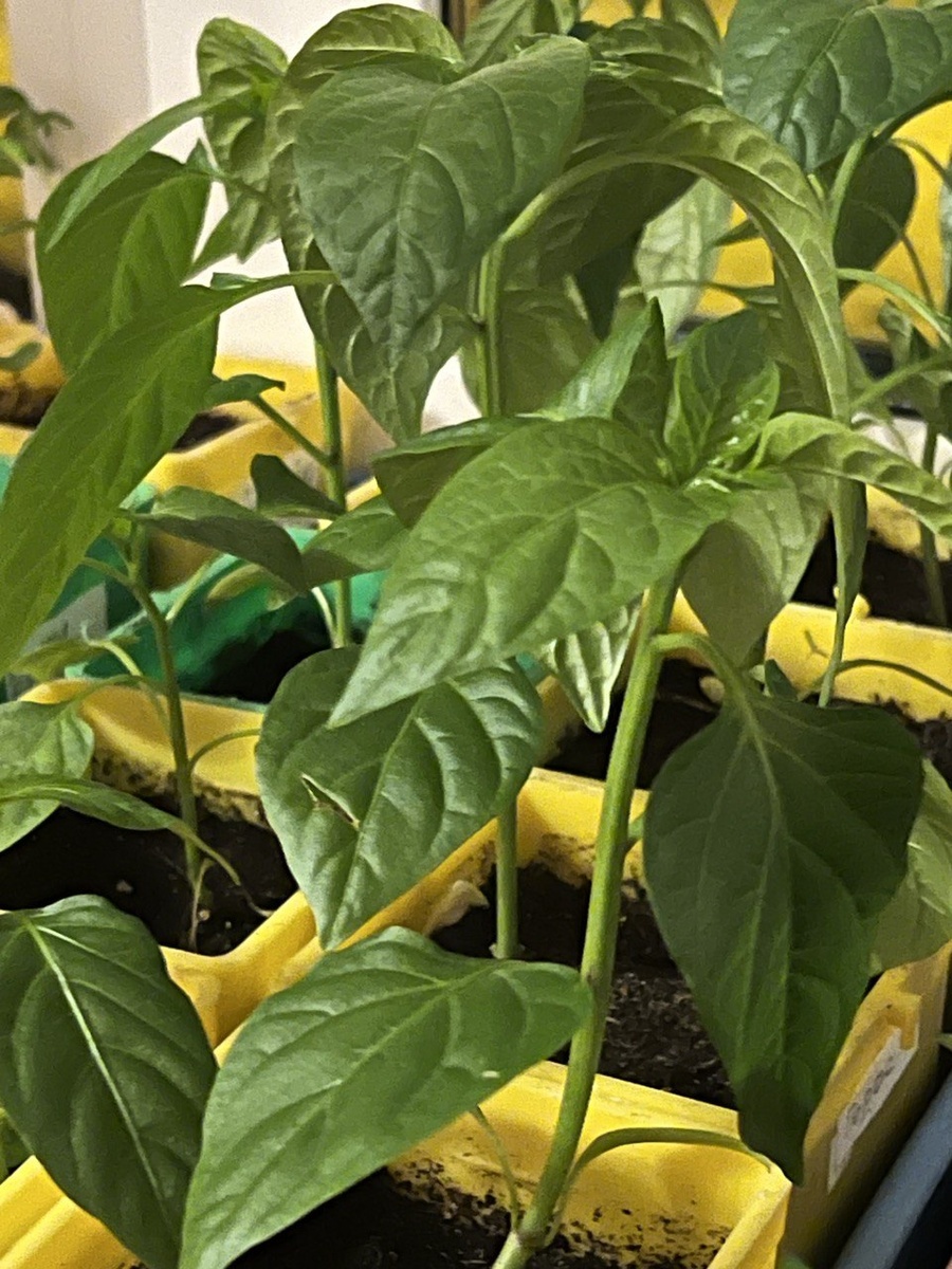 Рассада перца