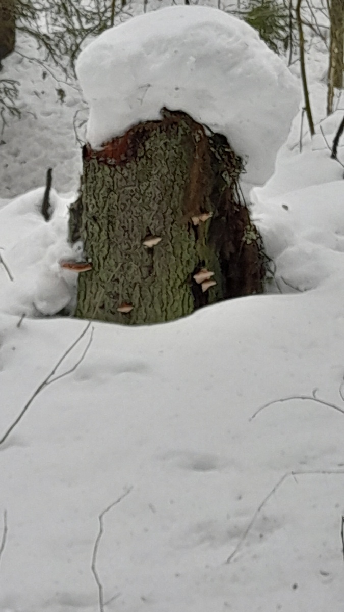 Снежная шапка