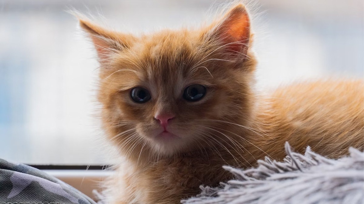    Котята очень быстро запоминают слова