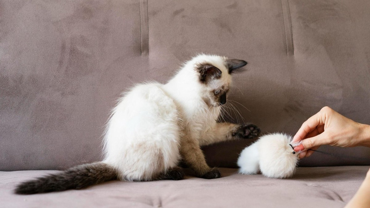    В случае с кличкой, единственный вариант приучить к ней котенка — повторять ее каждый день по много раз