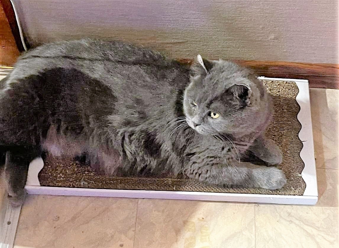 Фото предоставлено хозяином кошки. Тут его тень видна)