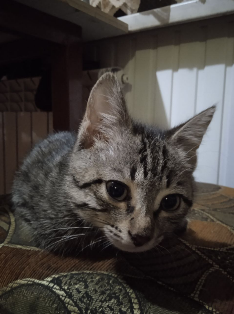 Котик после прививки. Лицо осуждающее. 