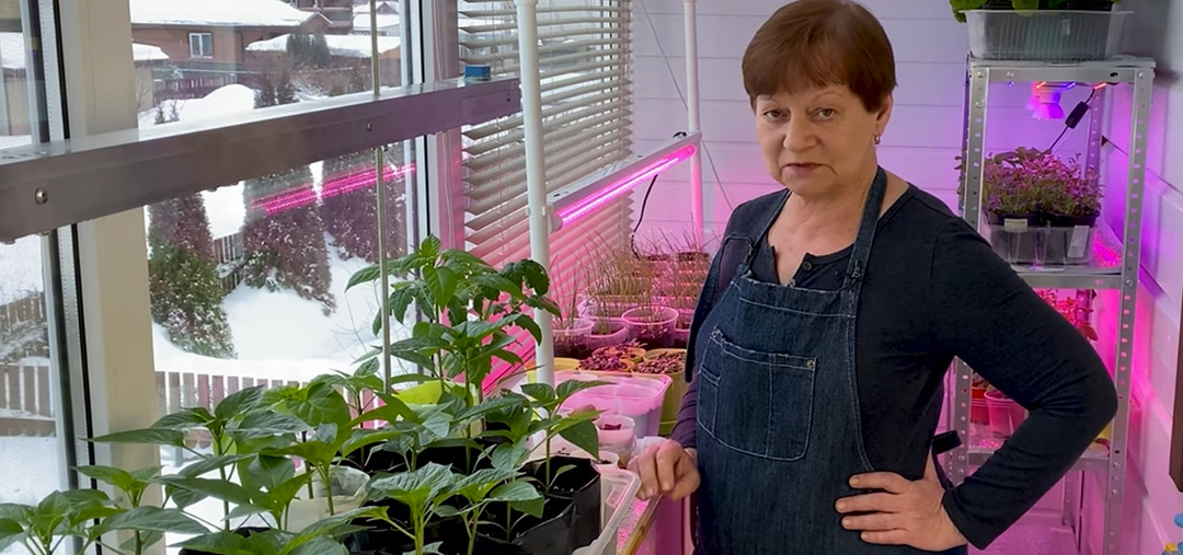 ПРО ПОДКОРМКУ РАССАДЫ, ЧЕМ И ЗАЧЕМ ЕЕ КОРМИТЬ?