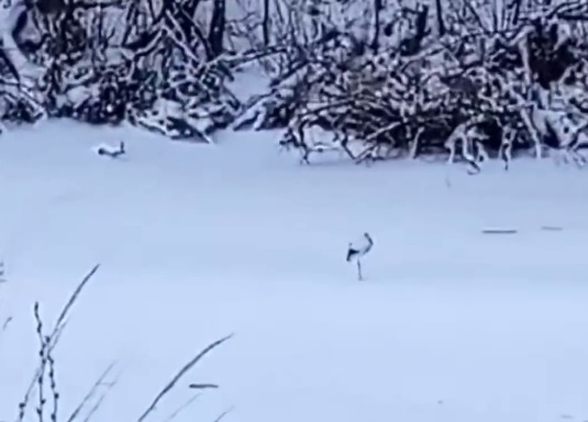    Птицу вновь обнаружили среди заснеженных берегов реки Пьяны