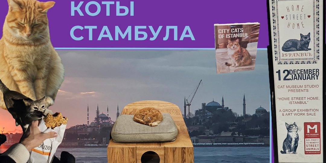 Коты Стамбула