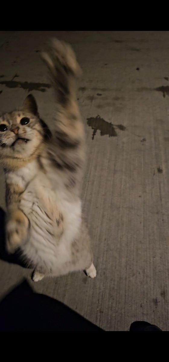 Отнимает колбасу из сендвича