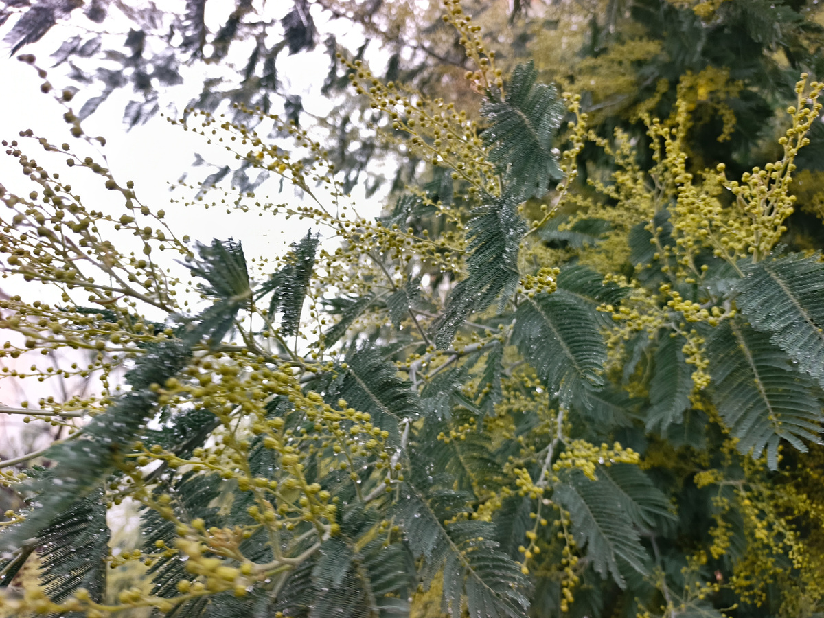 Адлер, Мимоза, дождливый январь 2026 года