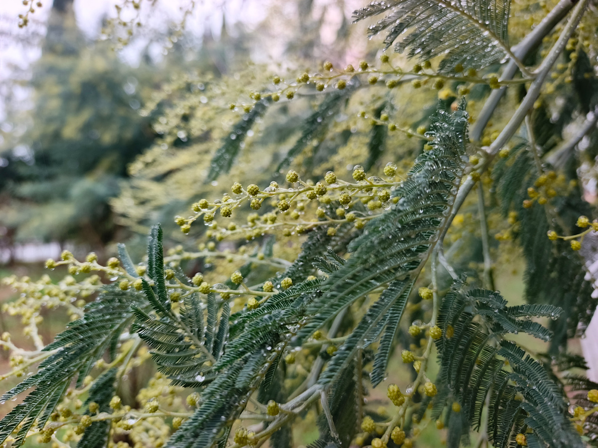 Адлер, Мимоза, дождливый январь 2026 года