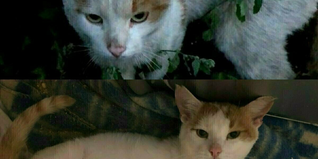 Он высматривал хозяина на вокзале...за ним никто не приходил, он заболел...